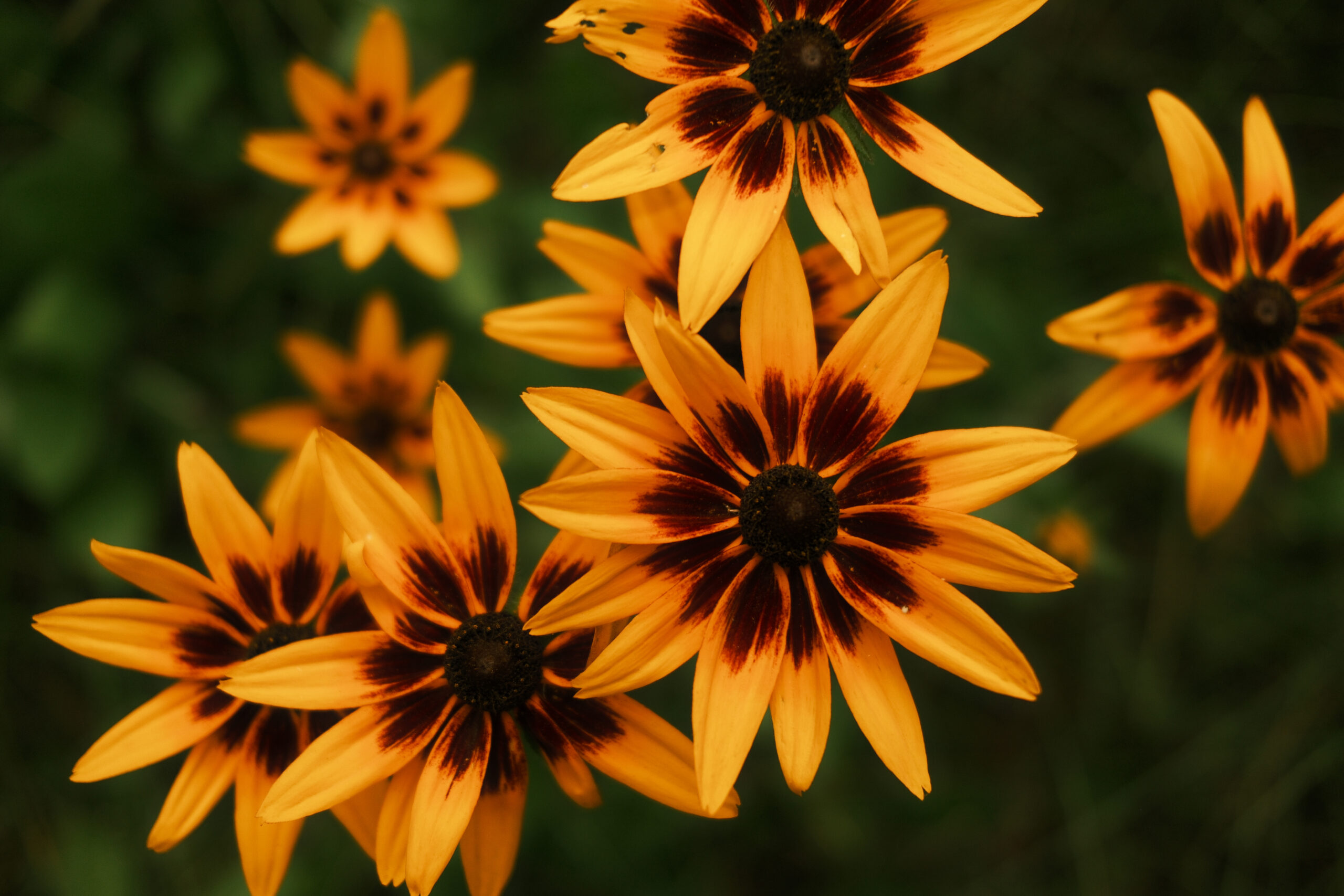 kaboompics_moody-nature-photography-floral-motion-blur-backgrounds-40183